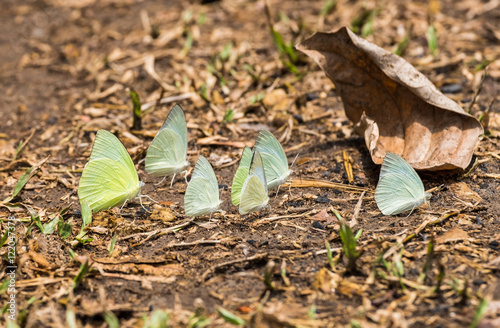 Butterfly group white green yellow on leaves dry