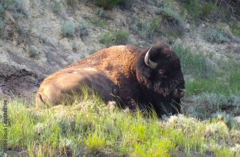 North American Bison