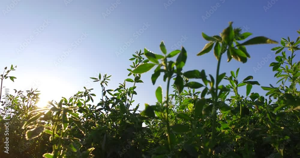 Beautiful clover field in strong back light of morning sun and blue sky. Beautiful clover field in strong back light of morning sun and blue sky.