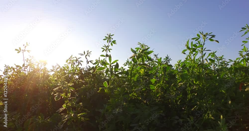 Beautiful clover field in strong back light of morning sun and blue sky. Beautiful clover field in strong back light of morning sun and blue sky.