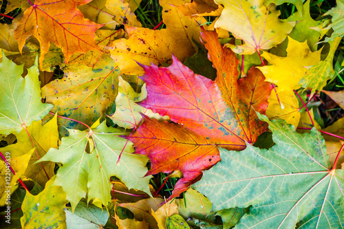 Colorful fallen maple leaves