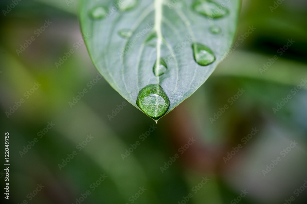 Fototapeta premium Water drops on leaf