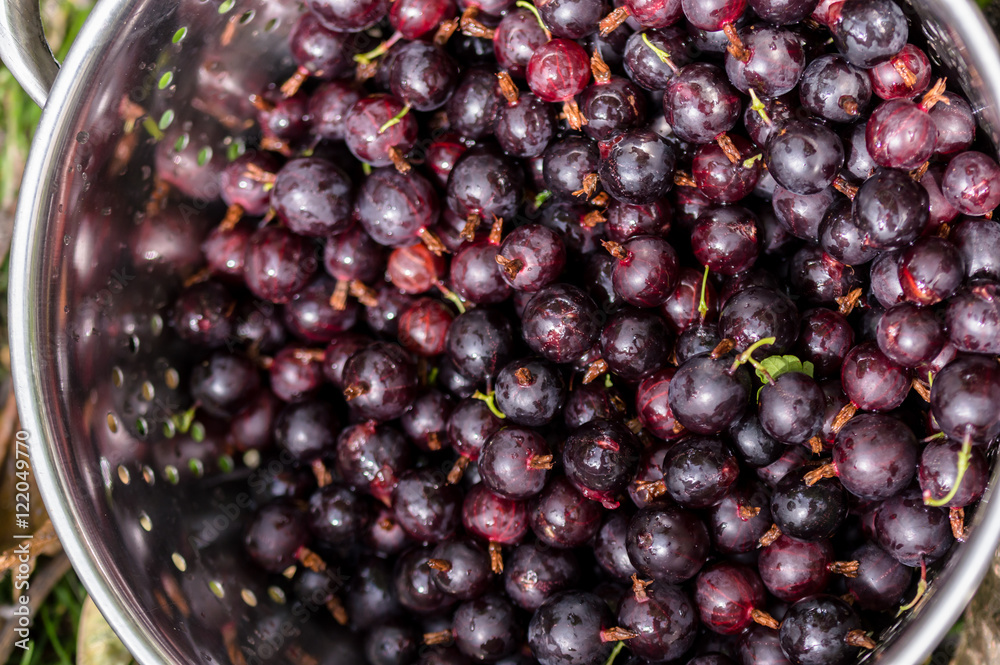 Black Gooseberries freshly picked from the bush. Black Gooseberries freshly picked from the bush.