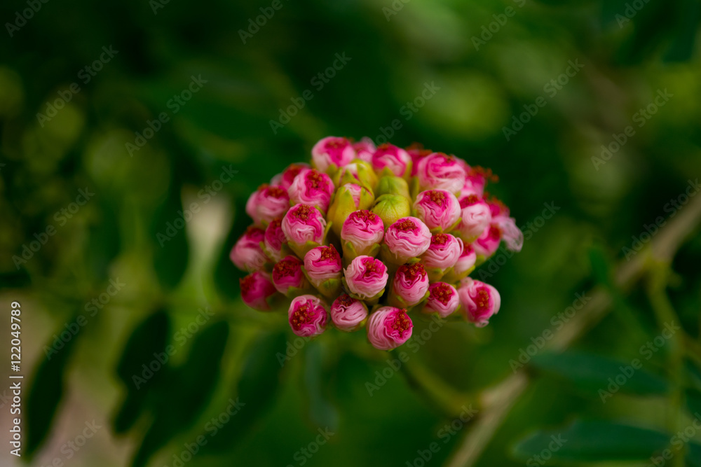 Coiled up and ready to bloom Coiled up and ready to bloom