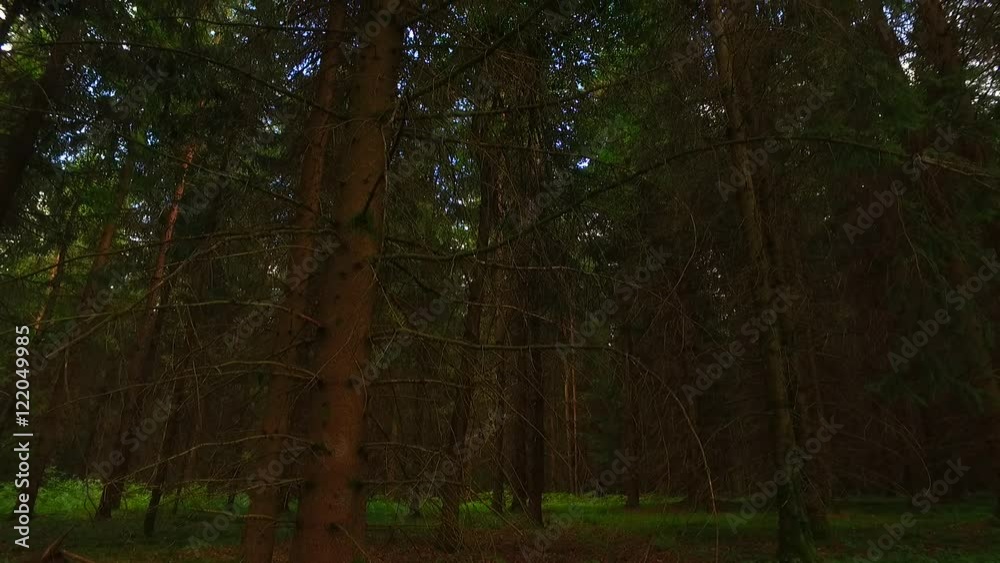 Tree crowns in the summer forest. Tree crowns in the summer forest.