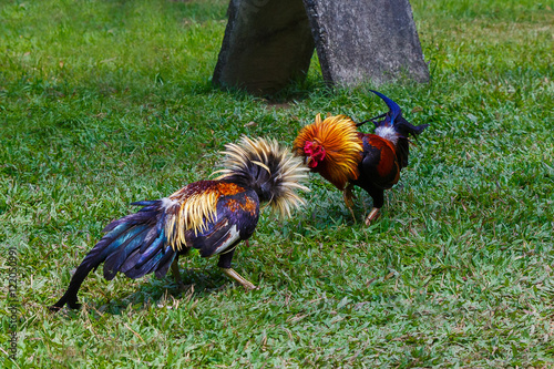 Philippine traditional cockfighting competition on green grass.