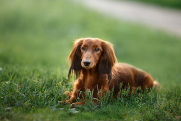 Dog breed dachshund