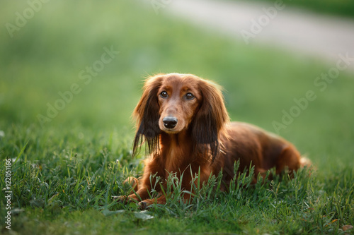 Dog breed dachshund photo