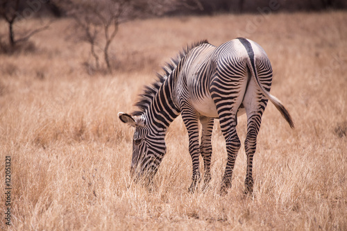 Grevy s zebra in Samburu National Park in Kenya