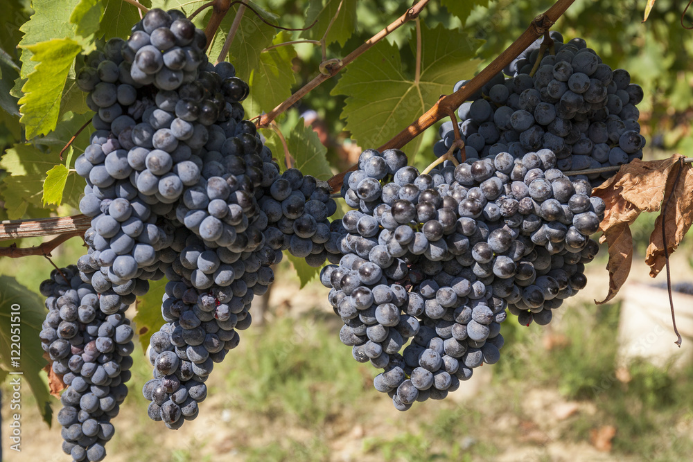Grape harvest : bunchs of red grapes on a vineyard