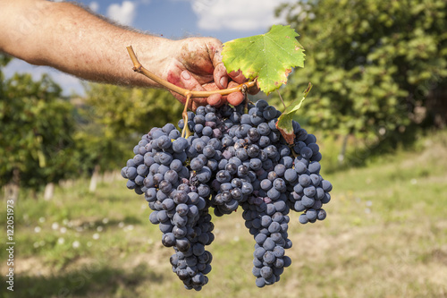 Grape harvest : Farmer keep in his hand a big bunch of red grapes. Blue sky background