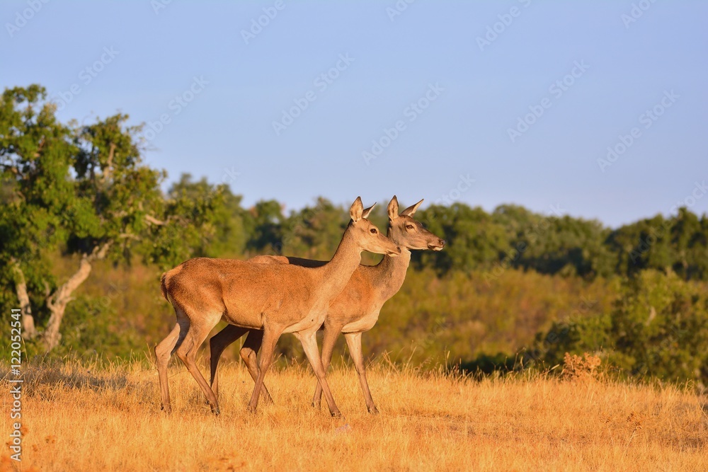 Naklejka premium Two brocket red deer stag in autumn meadow.