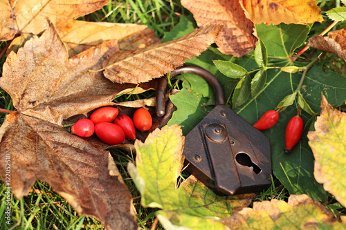 rose hip on a leaves with padlock