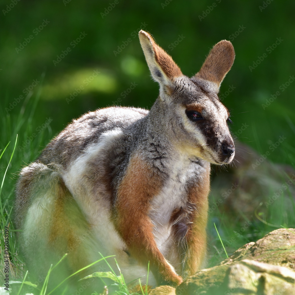 Fototapeta premium Australian Yellow footed Rock Wallaby