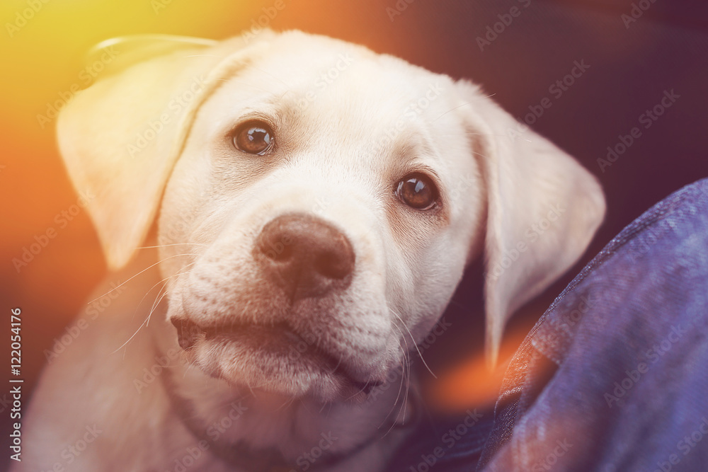Cute little labrador retriever dog puppy looks very sweet Cute little labrador retriever dog puppy looks very sweet