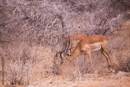 impala Nakuru National Park  Kenya