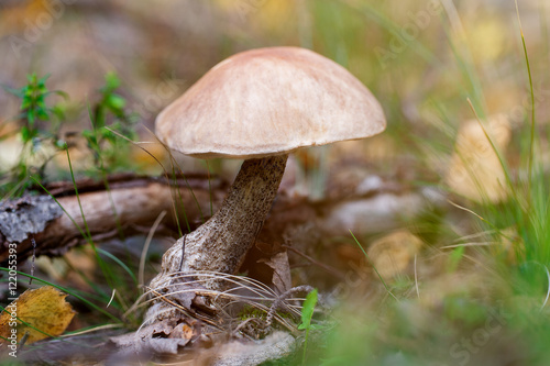 Mushrooms Boletus growing in forest. Autumn Cep Mushrooms. Mushr