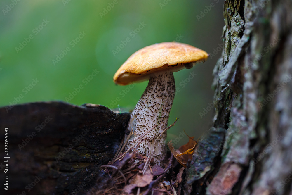 Fototapeta premium Forest Mushroom orange-cap boletus in the grass.