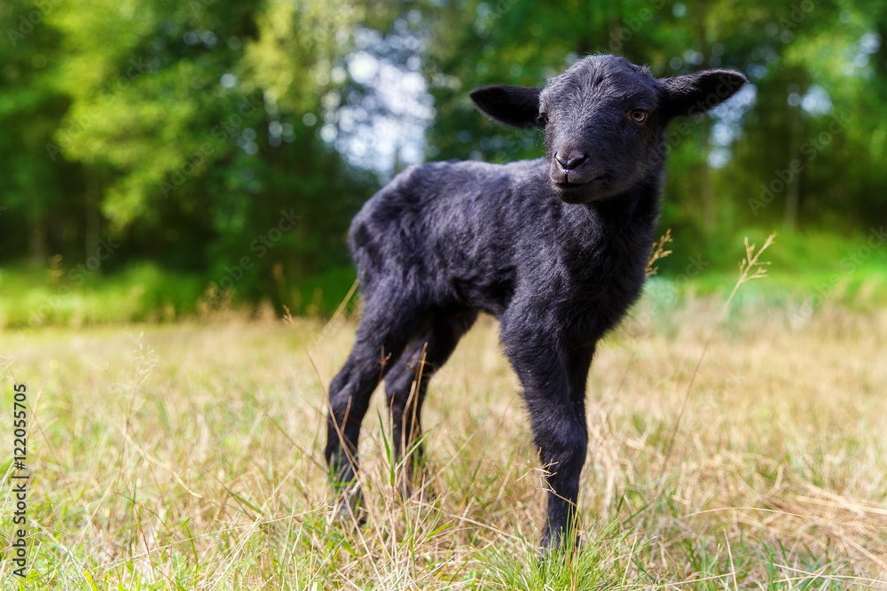 The little black baby goats in the meadow. The little black baby goats in the meadow.