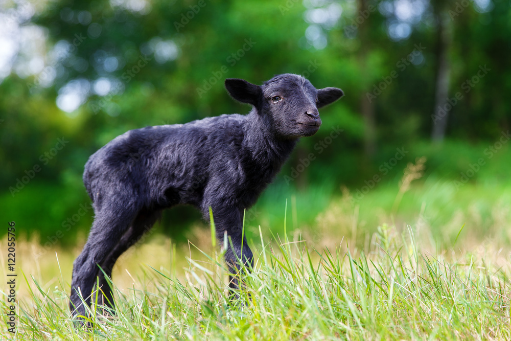 The little black baby goats in the meadow. The little black baby goats in the meadow.