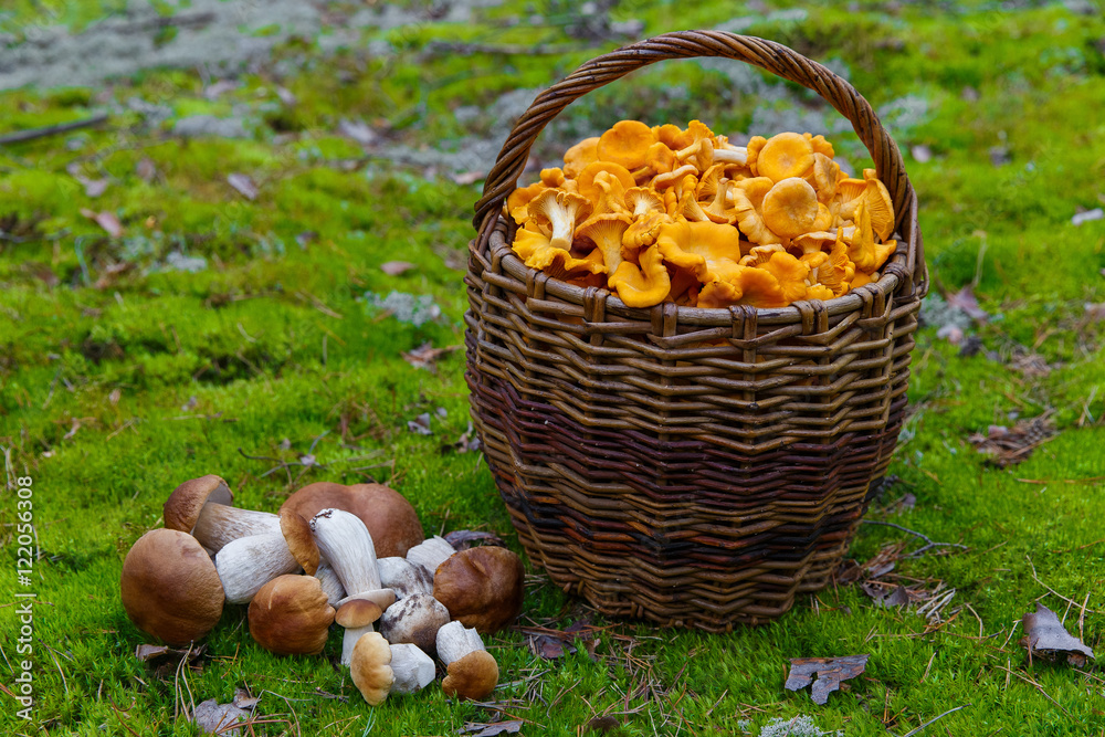 Freshly picked chanterelle mushrooms in a wicker basket in a for Freshly picked chanterelle mushrooms in a wicker basket in a for