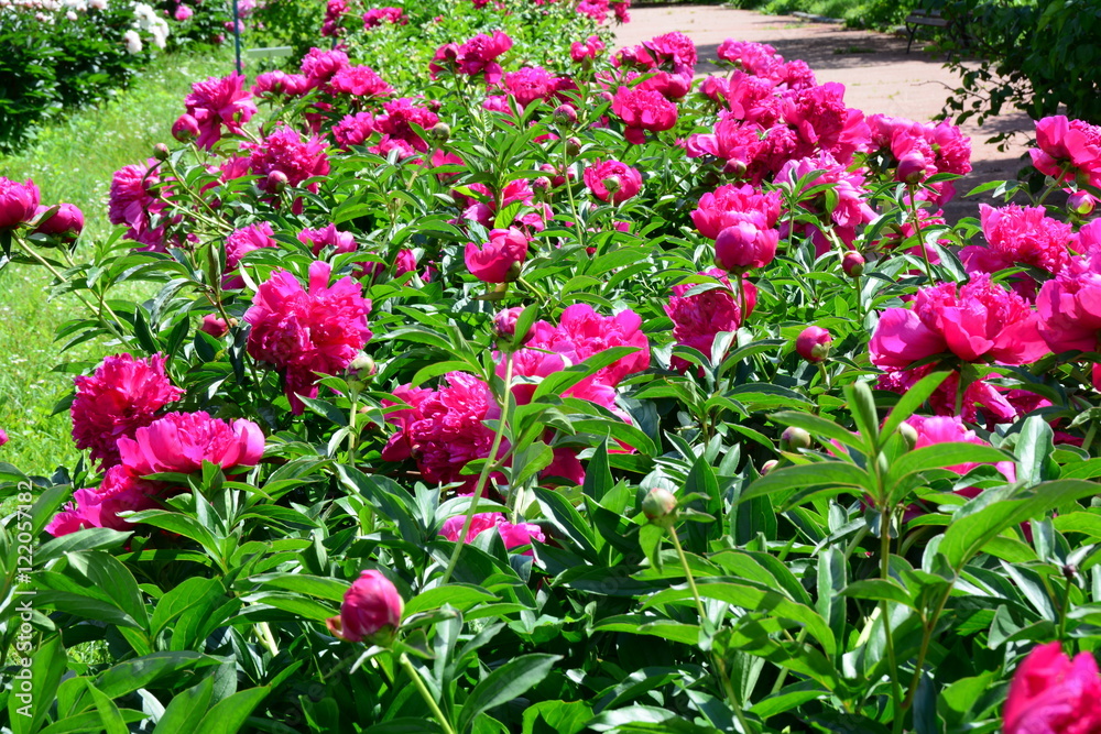 Many blooming pink peony flowers 