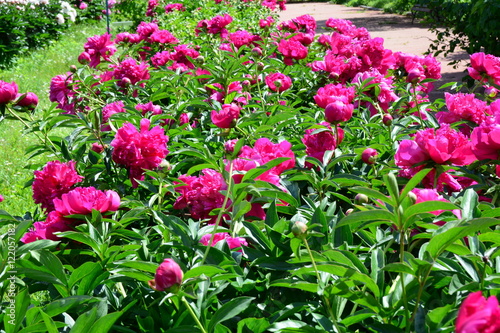 Many blooming pink peony flowers 