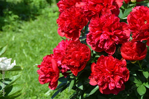 Blooming big red peonies in spring garden 