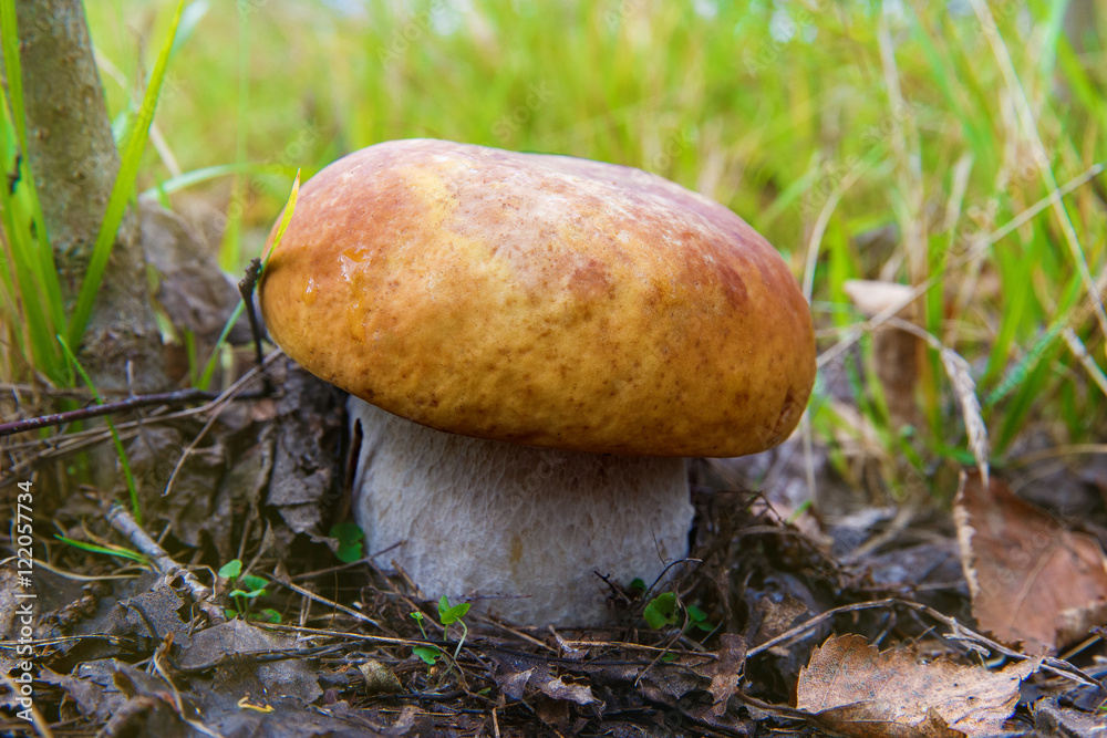 Mushrooms Boletus growing in forest. Autumn Cep Mushrooms. Mushr Mushrooms Boletus growing in forest. Autumn Cep Mushrooms. Mushr