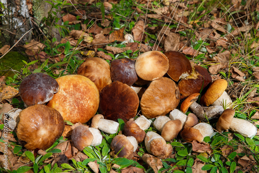 Mushrooms Boletus growing in forest. Autumn Cep Mushrooms. Mushr Mushrooms Boletus growing in forest. Autumn Cep Mushrooms. Mushr