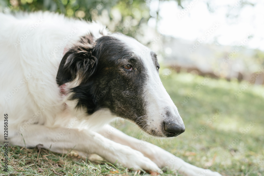 Borzoi dog posing outdoor