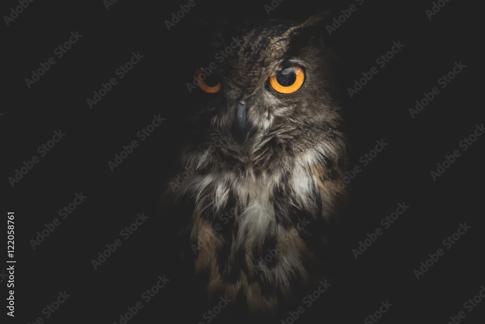 owl - obrazy, fototapety, plakaty 
