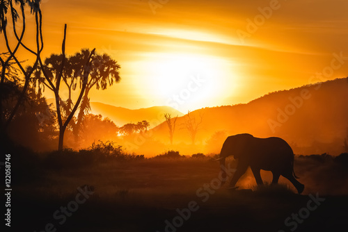 Safari sunset © birtoiu
