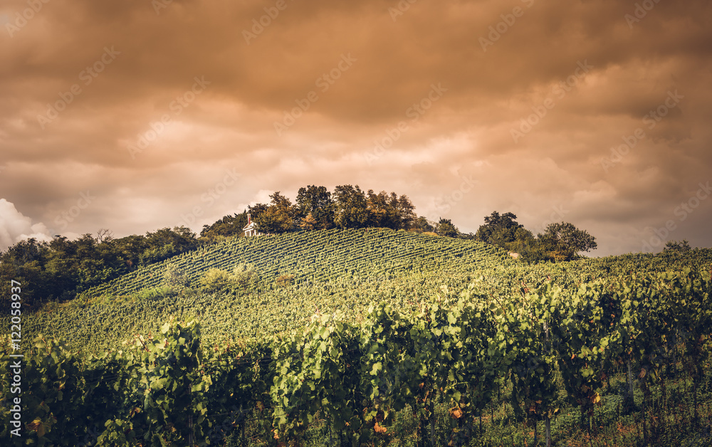 Obraz premium Weinberg