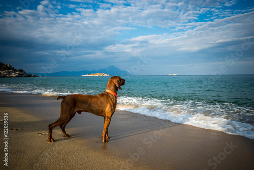 Dog friendly beach holidays 