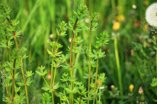 Spring green grass background