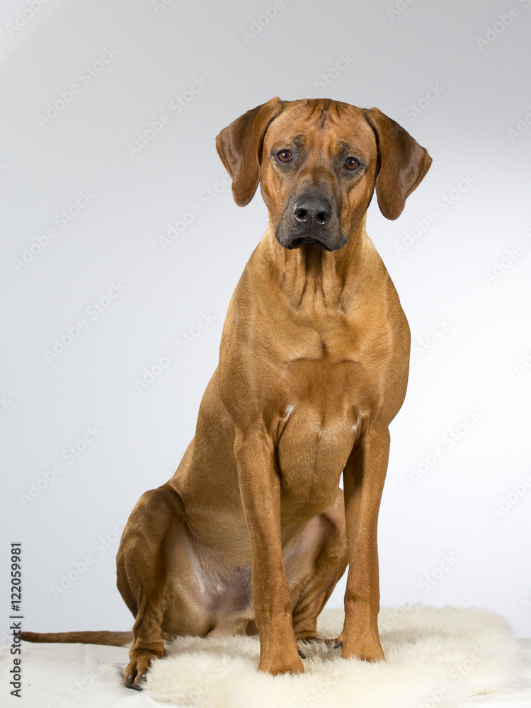 Rhodesian dog portrait. Image taken in a studio.