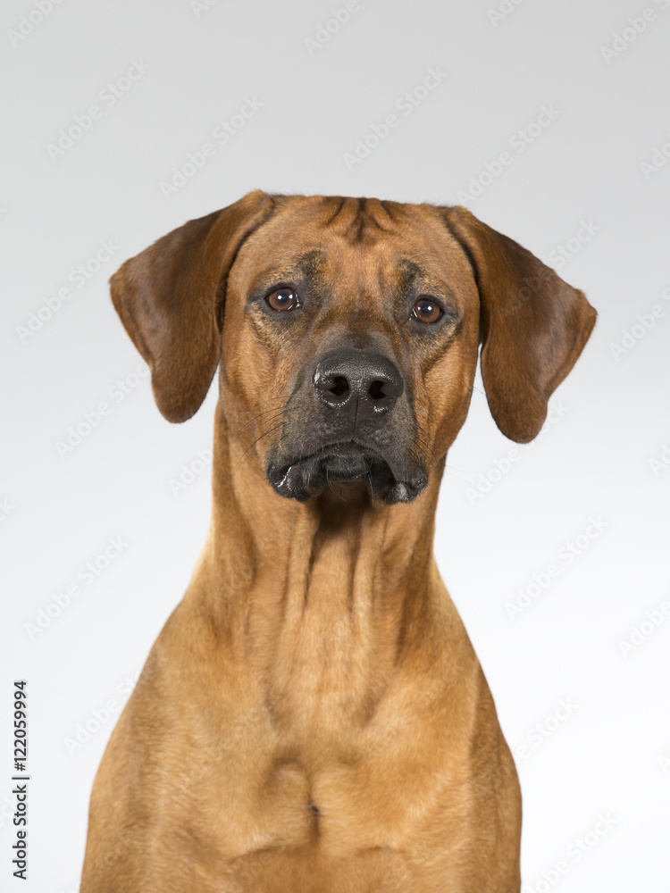 Rhodesian dog portrait. Image taken in a studio. Rhodesian dog portrait. Image taken in a studio.