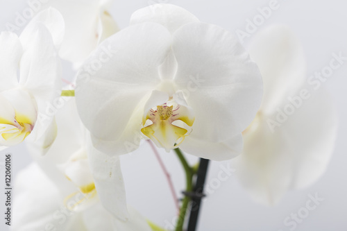 Fototapeta Naklejka Na Ścianę i Meble -  White leaves orchid macro flower in bloom on a grey bright background