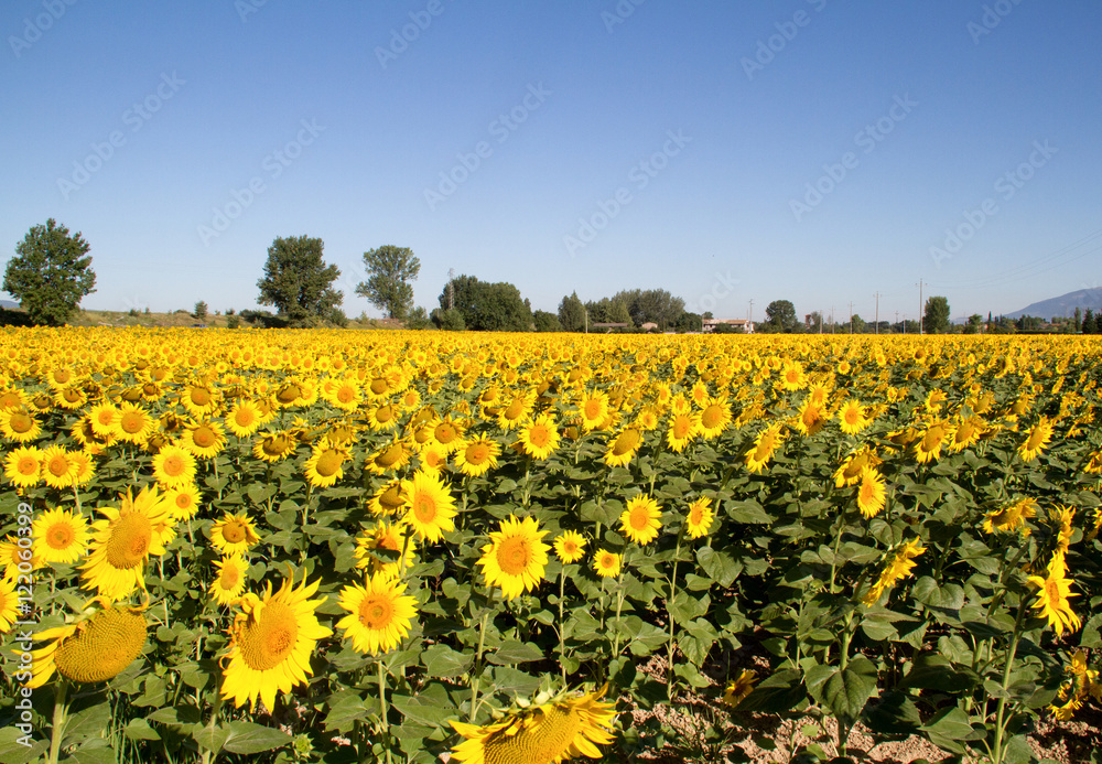 sunflowers