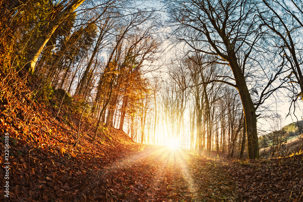 Herbstlicher Waldweg mit Sonnenstrahlen