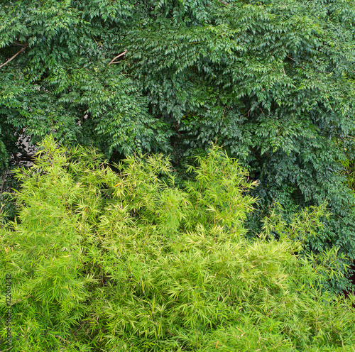 natural dark green and light color green tree leaves background © photobuilder