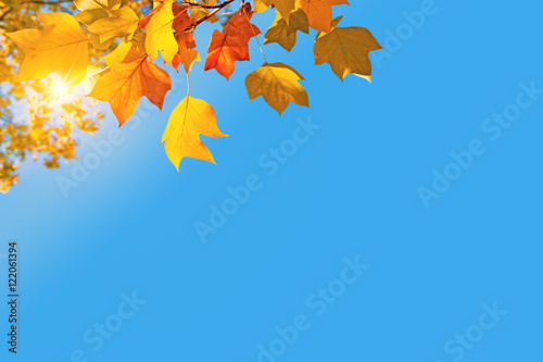 Autumnal Thanksgiving background, sun, yellow maple tree branch with orange golden leaves in fall and blue sky with copy space photo