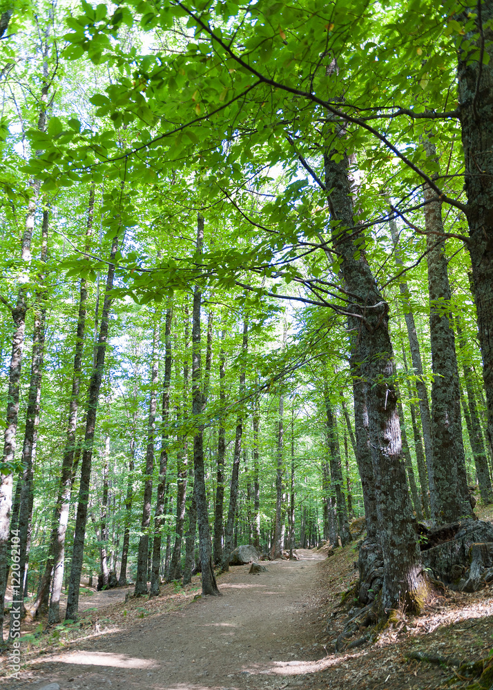 Obraz premium Castañar