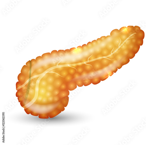 Pancreas beautiful colorful illustration