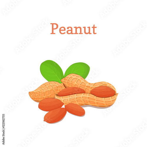 Peanut nuts with leaves. Vector illustration of a handful of groundnut isolated on white background it can be used as packaging design element, printing brochures on healthy and vegetarian diet