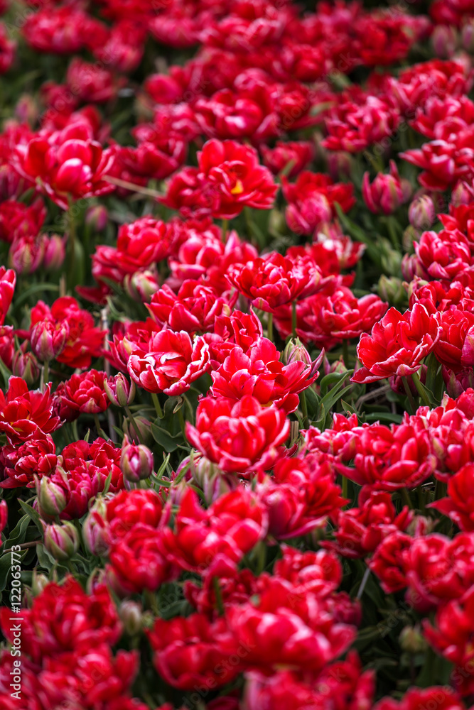 field with red tulips in the netherlands field with red tulips in the netherlands