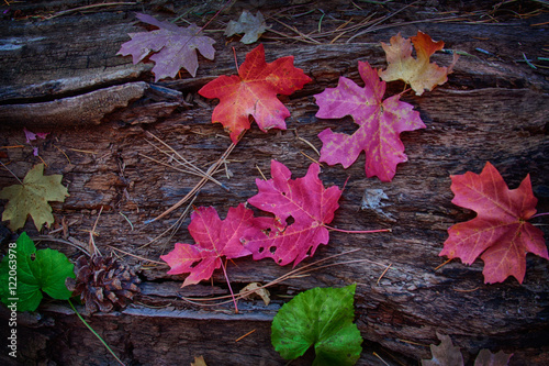 Fall leaves closeup