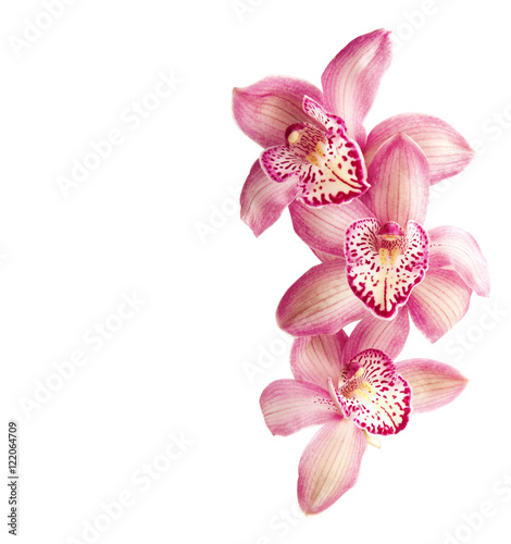 Fototapeta Naklejka Na Ścianę i Meble -  Pink orchids  isolated on  white