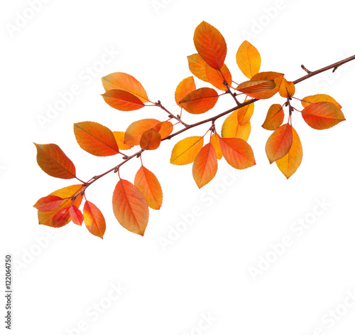 Branch of autumn leaves (Cherry plum) isolated on a white background.